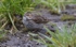Little Bunting
