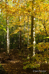Woodland Autumn Tones