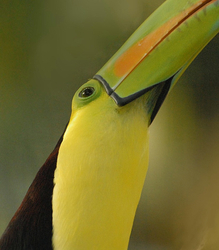 Birds from Belize and Guatemala portfolio