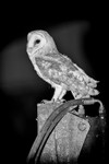 Barn Owl