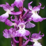 Early Purple Orchid (Orchis mascula)