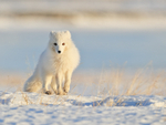 Wide-eyed Arctic Fox, Svalbard, Norway