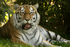 Amur Tiger - Taiga