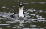Imperial Cormorant