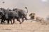 1st Lion Attack part 2