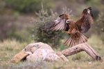 Black Kite slowing to land on rock, Catalonia, Spain