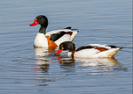 Ducks portfolio