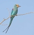 Abyssinian Roller