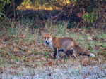 Red Fox