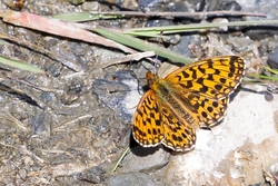Weavers Fritillar