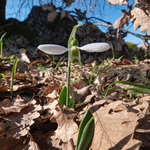 Snowdrops (Galanthus nivalis)