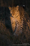 On the hunt