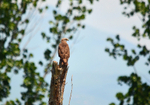 Black Kite