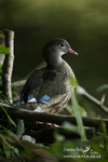 Mandarin Duck F 280813 7