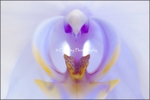 Symmetrie