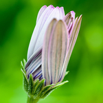 Osteospermum 'Lady Leitrim'