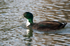 Indian Runner Duck