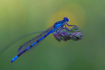 Into the world of damselflies, Ireland.