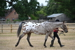 WJ6_7824