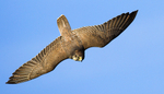 Lanner Falcon