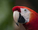 Red and White Macaw