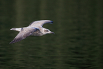 Flying Herring Gull green water background, Flatanger, Norway