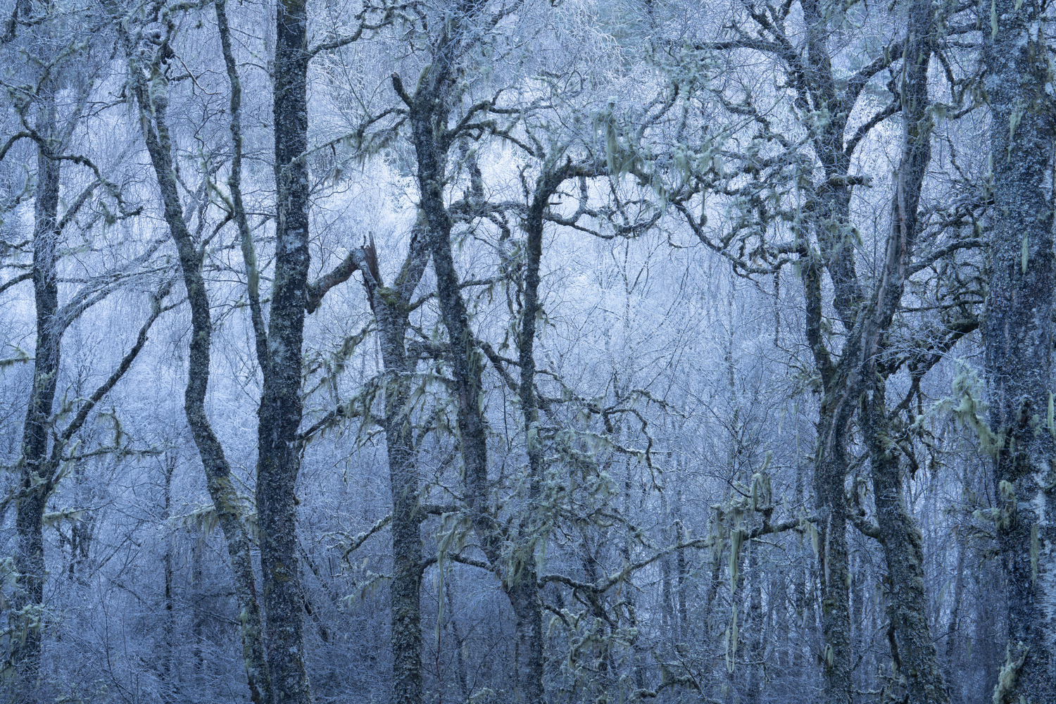 Intimate Birch - winter