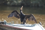 Cormorant 13