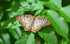 Peacock Butterfly