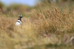 Magellanic Penguin moving through grass, Carcass Island, Falklands