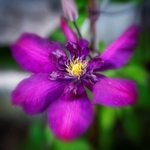 Clematis