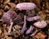 Amethyst Deceiver (01)