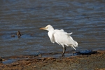 Cattle Egret