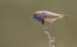 Male Bluethroat
