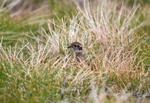 Red Grouse chick