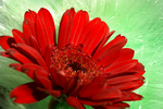 Flowers Set 06 - 12