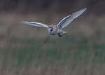 Barn Owl