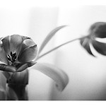 Still life portfolio