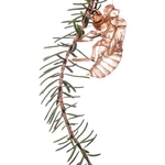 Exoskeleton of Cicada (Cicada orni) MYN