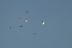 Group of Killdeer in flight, Bosque del apache, New Mexico
