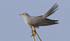 Male Cuckoo