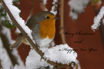 Robin perched in snow, Oxfordshire