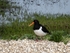 Oystercatcher
