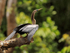 Anhinga (female) drying wings at Caño Negro
