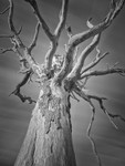 Tree Study in Infrared #1