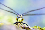 Female Southern hawker