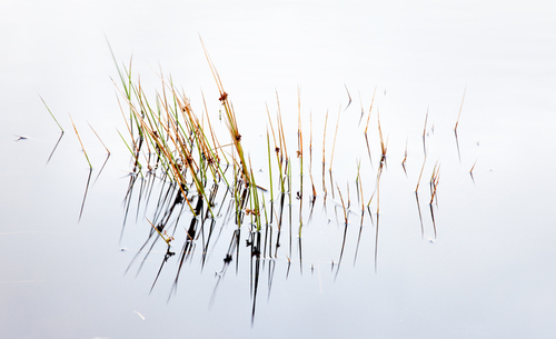 Marram grass reflection from a small pool up on the Manx hills. Quite apt for a palindrome.