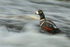 Harlequin Duck (male), fast water, River Laxa, Iceland