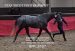 BPP_2497