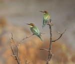 Cyprus Birds portfolio